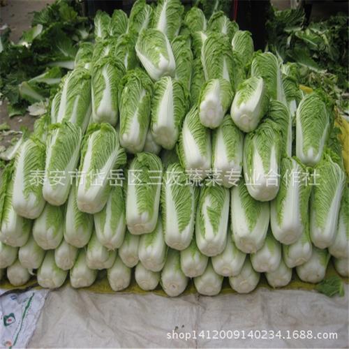新鲜大白菜 绿色食品白菜 销售优质白菜  以上产品属性仅供参考,价格